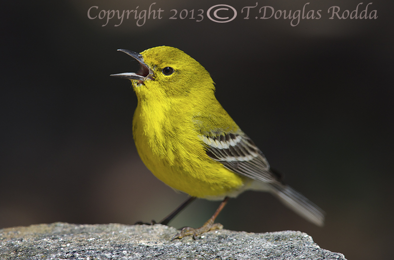 PINE WARBLER